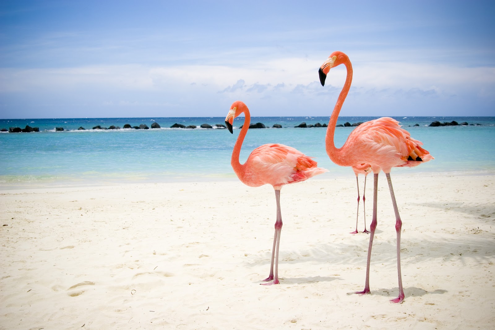 Αν λατρεύεις τα ροζ φλαμίνγκο πρέπει να επισκεφτείς αυτό το νησί !(βίντεο)