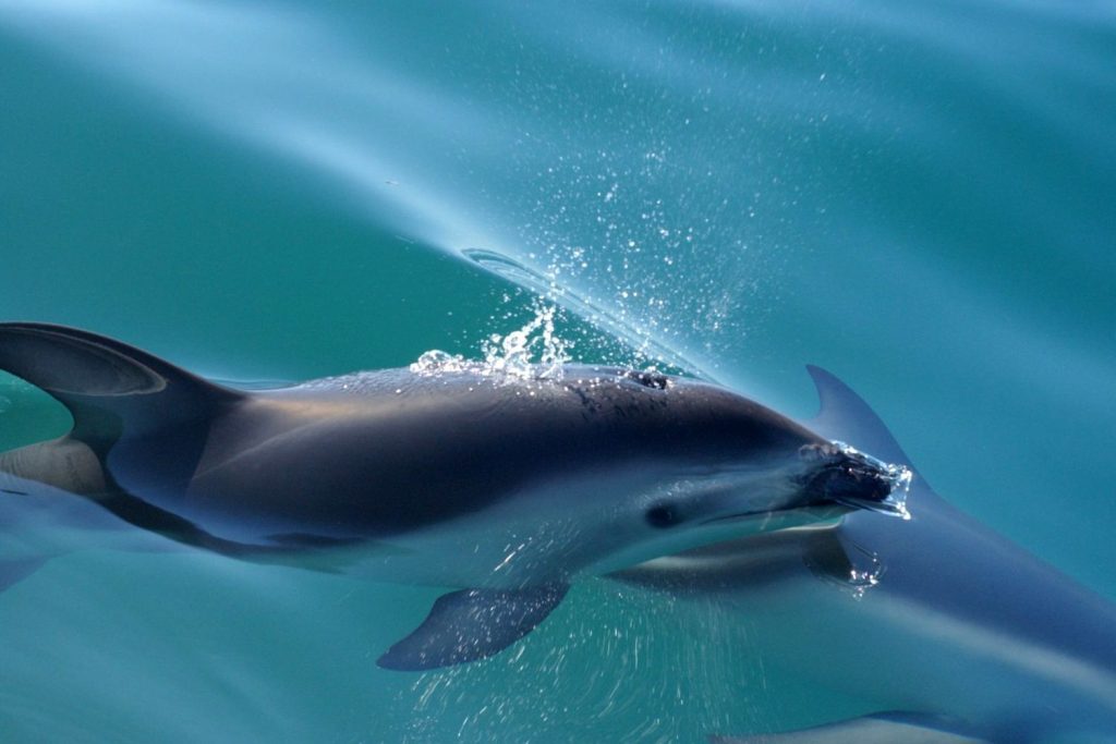 Σκόπελος: Ξαφνική επίσκεψη δελφινιού σε παραλία (βίντεο)