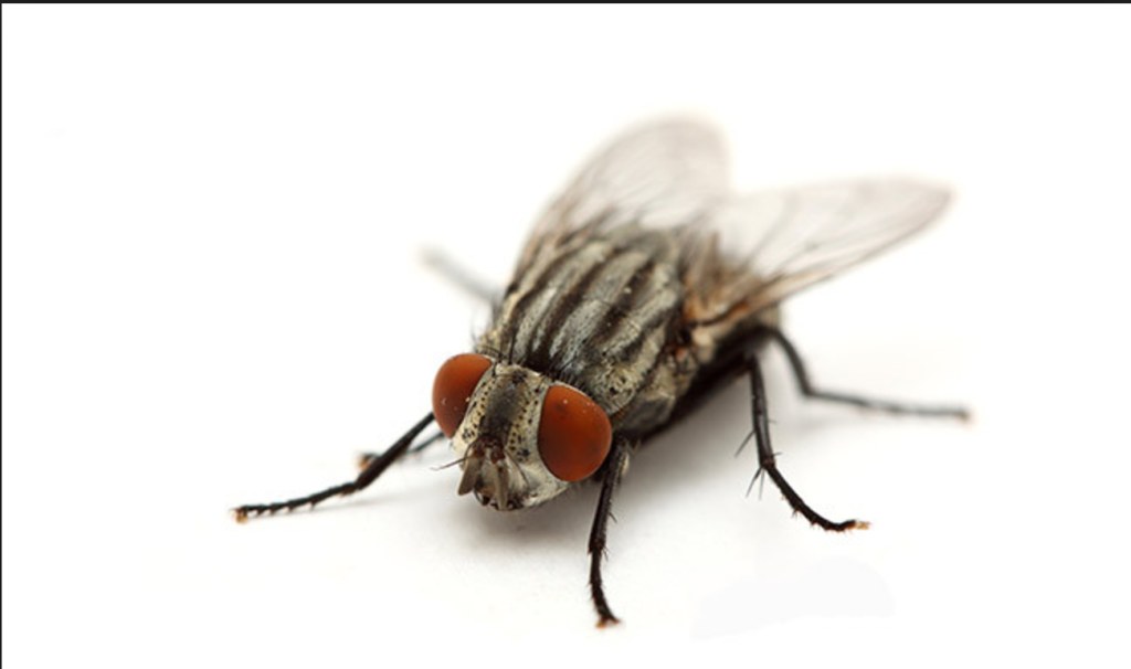 Βίντεο: Το κόλπο για να διώξετε τις μύγες από το σπίτι σας