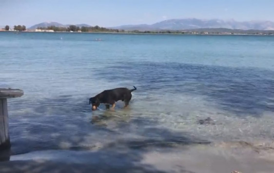 Ο σκύλος… ψαράς της Πρέβεζας! (βίντεο)