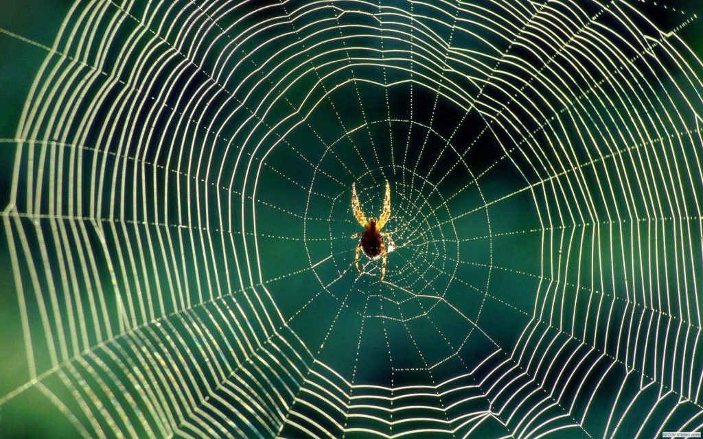 Βίντεο: Πώς θα διώξετε τις αράχνες μακριά απ’ το σπίτι σας χωρίς χρήση χημικών