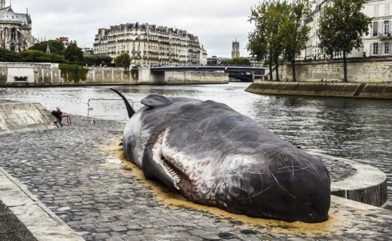 Πτώμα γιγαντιαίας φάλαινας στο Σηκουάνα – Γιατί σοκαρίστηκαν οι πολίτες; (φωτό)