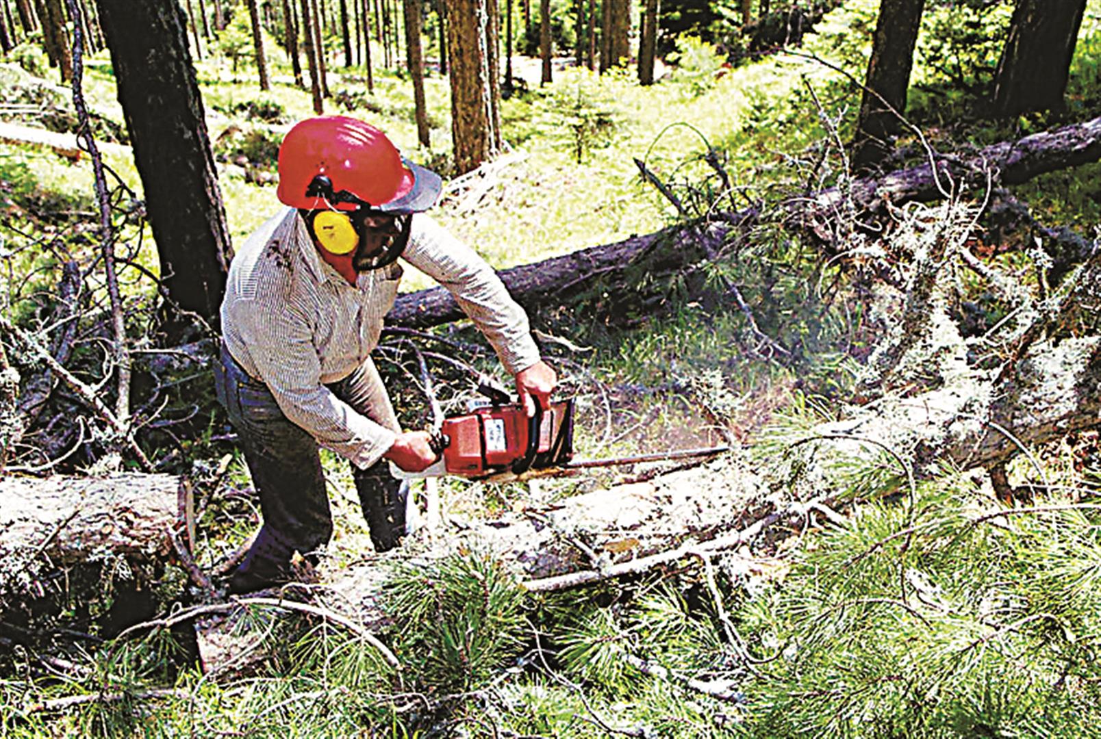 Πολωνία: Αψηφούν την εντολή του ΔΕΕ και συνεχίζουν την υλοτόμηση του δάσους Μπιαλοβιέσκα