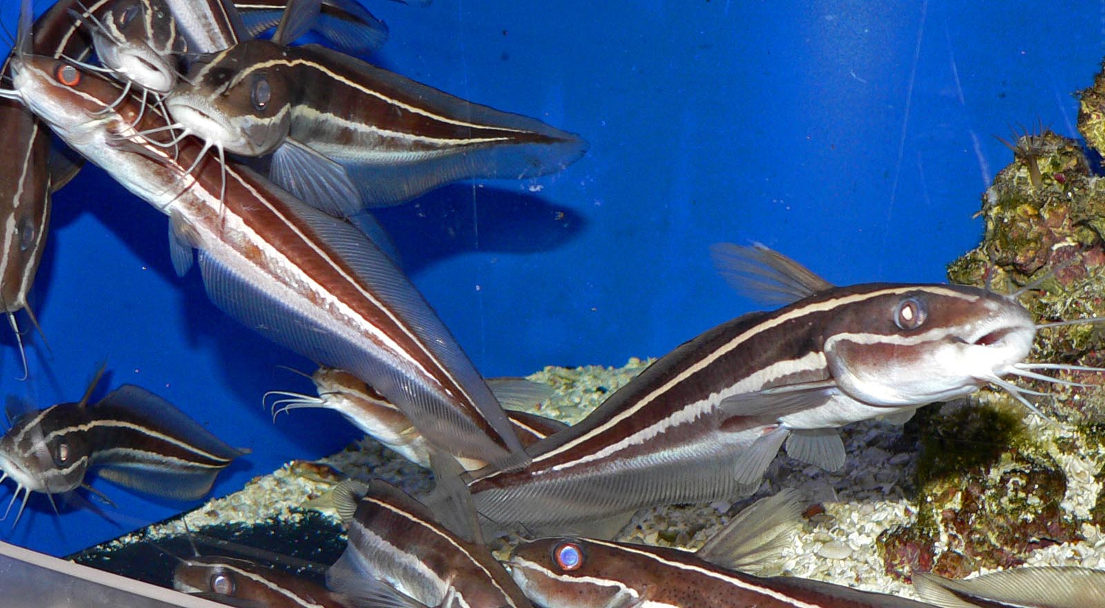 Βίντεο: Δηλητηριώδες ψάρι ετοιμάζεται να εισβάλλει στο Αιγαίο