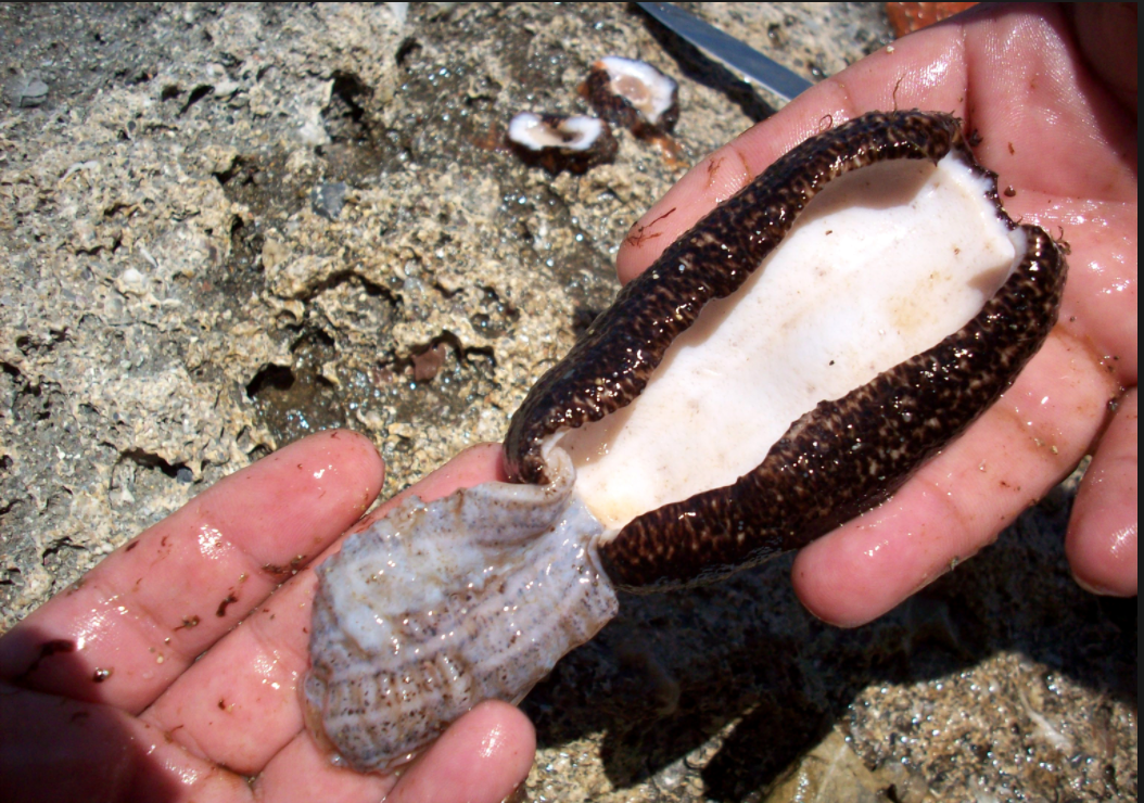 Κινέζοι έβγαλαν τρελά λεφτά από παράνομο εμπόριο θαλάσσιων οργανισμών στον Μαλιακό (φωτό)(upd)