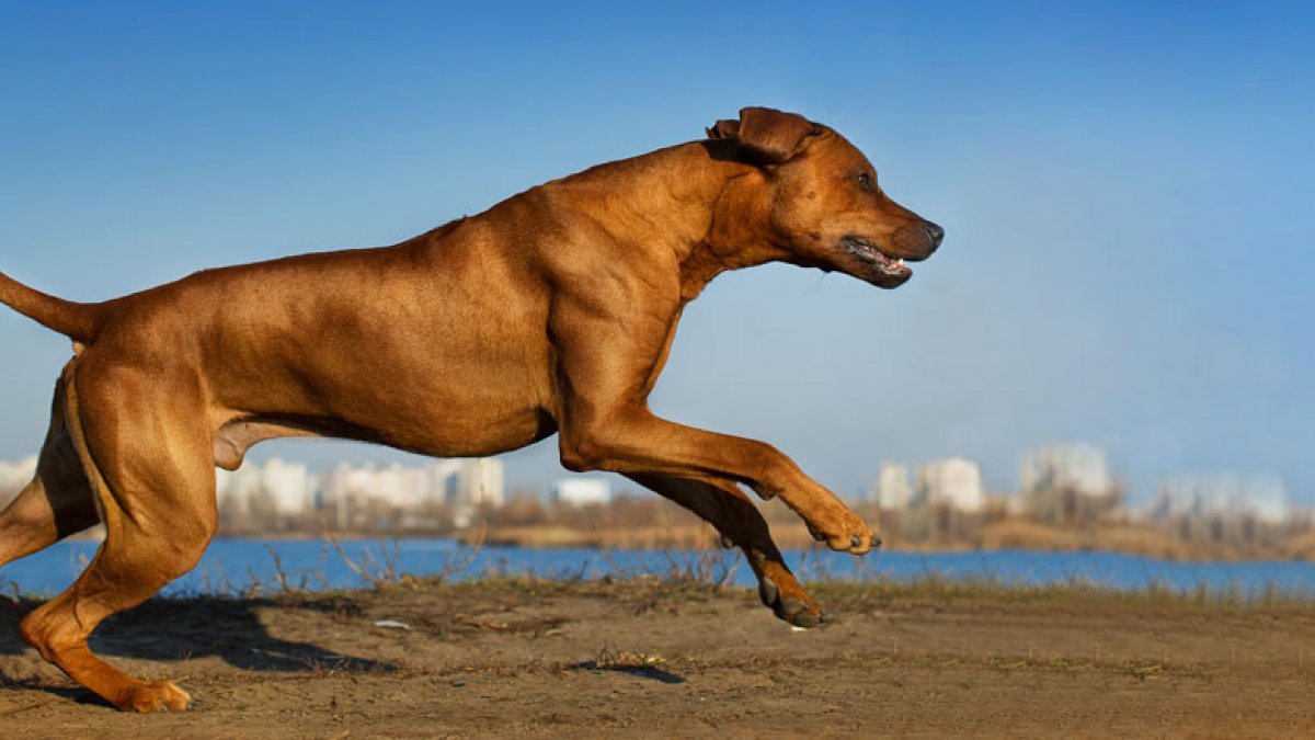 Ποιες είναι οι πιο γρήγορες φυλές σκύλων; (βίντεο)