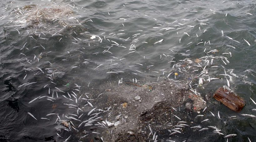 Λάρισα: Μεγάλη ποσότητα νεκρών ψαριών ξεβράστηκε σε παραλία της Κουλούρας