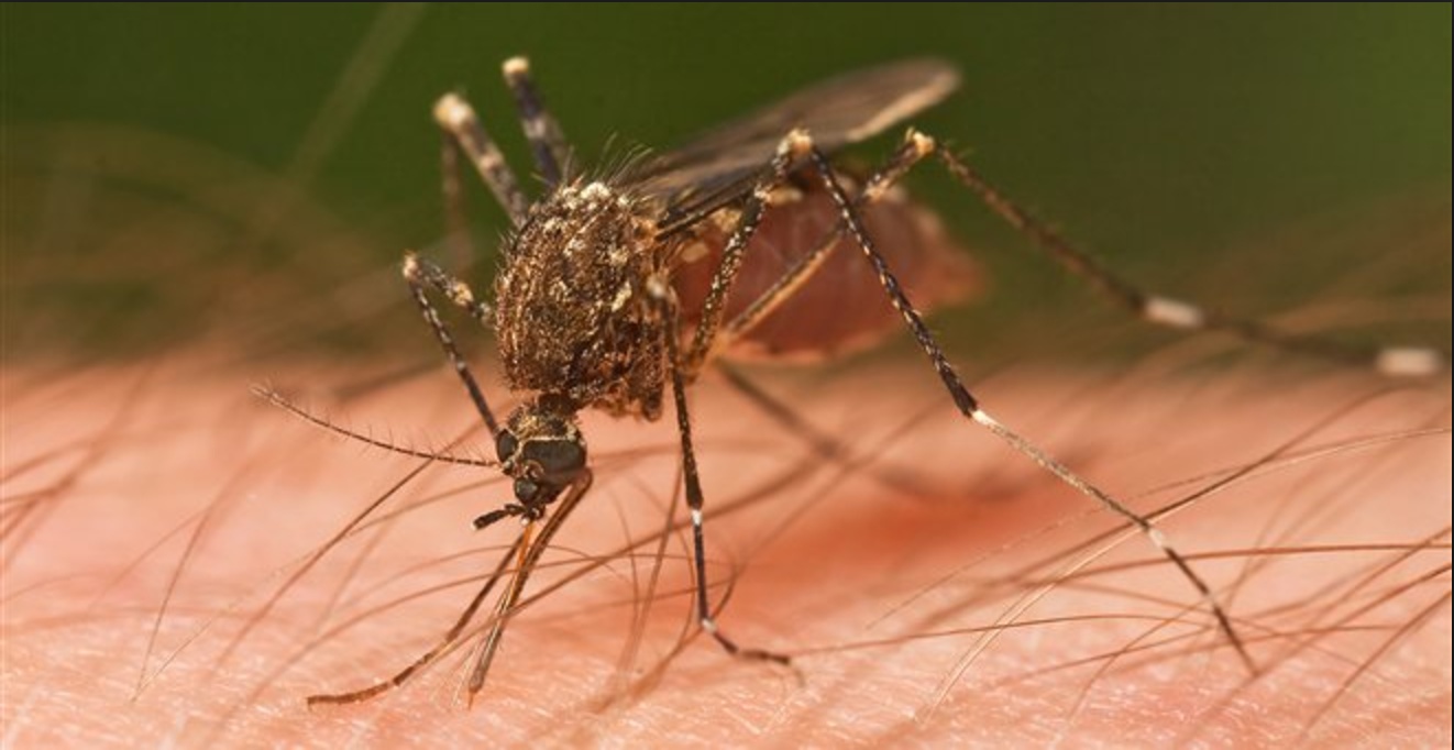 Συναγερμός στο ΚΕΕΛΠΝΟ για τον ίο του Δυτικού Νείλου μετά τον πρώτο θάνατο γυναίκας