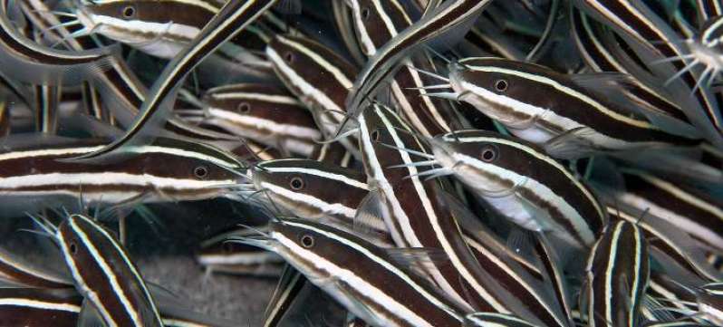 Αναμένεται να φτάσει στα ελληνικά νησιά επικίνδυνο ψάρι που μοιάζει με χέλι