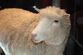 Παρέμβαση της αστυνομίας για να απομακρύνει από το δρόμο ένα…πρόβατο