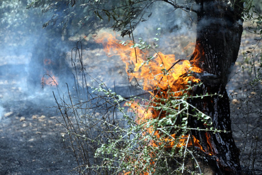 Αγρίνιο: Φωτιά σε δασική έκταση