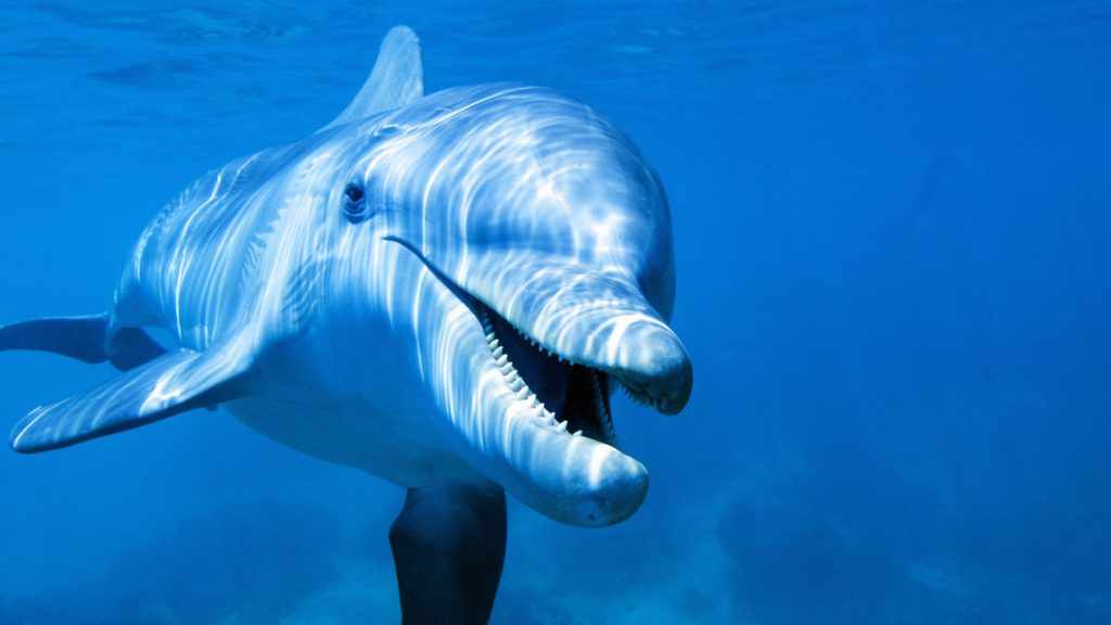 Ναύπακτος: Νεκρό δελφίνι επέπλεε νεκρό σε παραλία (φωτό, βίντεο)