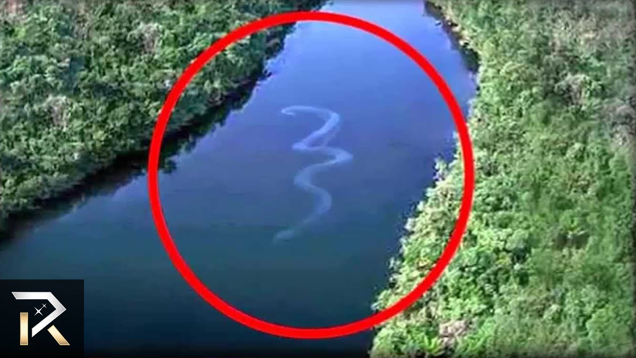 Βίντεο: 10 άγνωστα πλάσματα που θεάθηκαν βαθιά στον Αμαζόνιο!