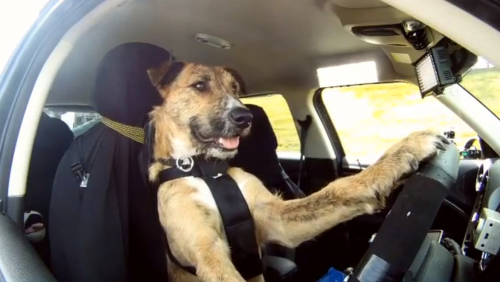Βίντεο: Παρουσιαστές σκάνε στα γέλια με σκύλο που κορνάρει στο αφεντικό του