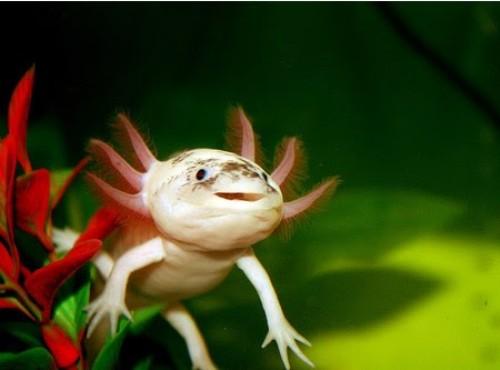 Axolotl: Το χαμογελαστό ψάρι με χέρια – Μη σας ξεγελά η εμφάνιση του (φωτό)