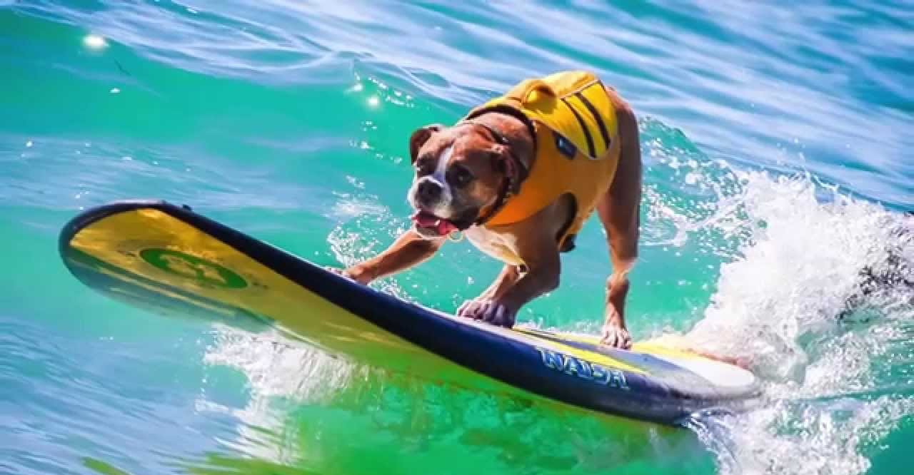 Βίντεο: Σκύλοι-σέρφερ ταράζουν τα… κύματα