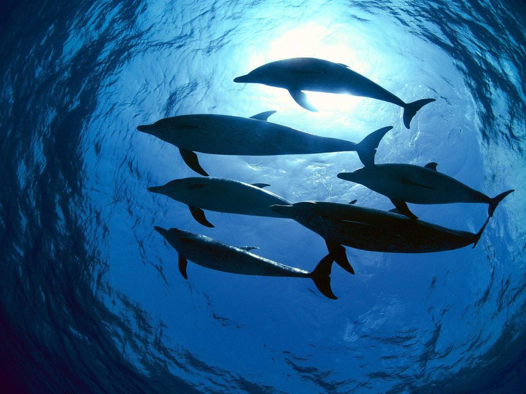 Ελλάδα: Δελφίνια βρίσκονται νεκρά έχοντας πλαστικό στο στομάχι τους