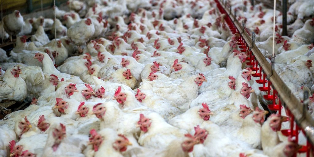 Ολλανδία: Πραγματοποιεί ελέγχους στο κρέας των πουλερικών