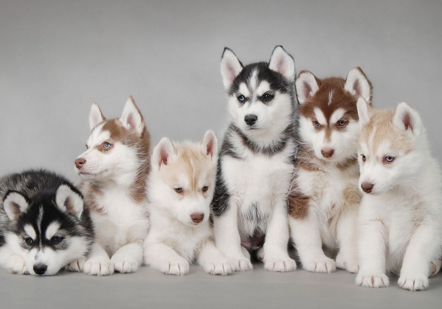 Κουτάβια ράτσας χάσκι μπαίνουν στο ψυγείο και δε βγαίνουν με τίποτα! (βίντεο)