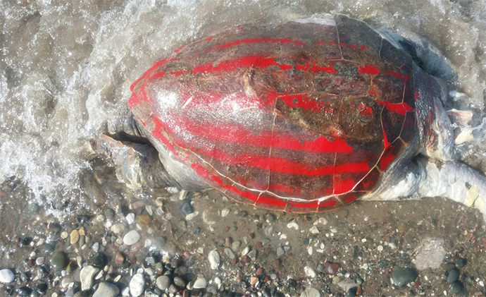 Πάφος: Βρέθηκε βασανισμένη χελώνα – Έβαψαν το καβούκι της με σπρέι και τη σκότωσαν (φωτό, βίντεο)