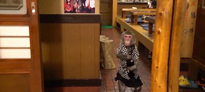 Ιαπωνία: Εστιατόριο έχει ως σερβιτόρους μαϊμούδες μακάκους! (βίντεο)