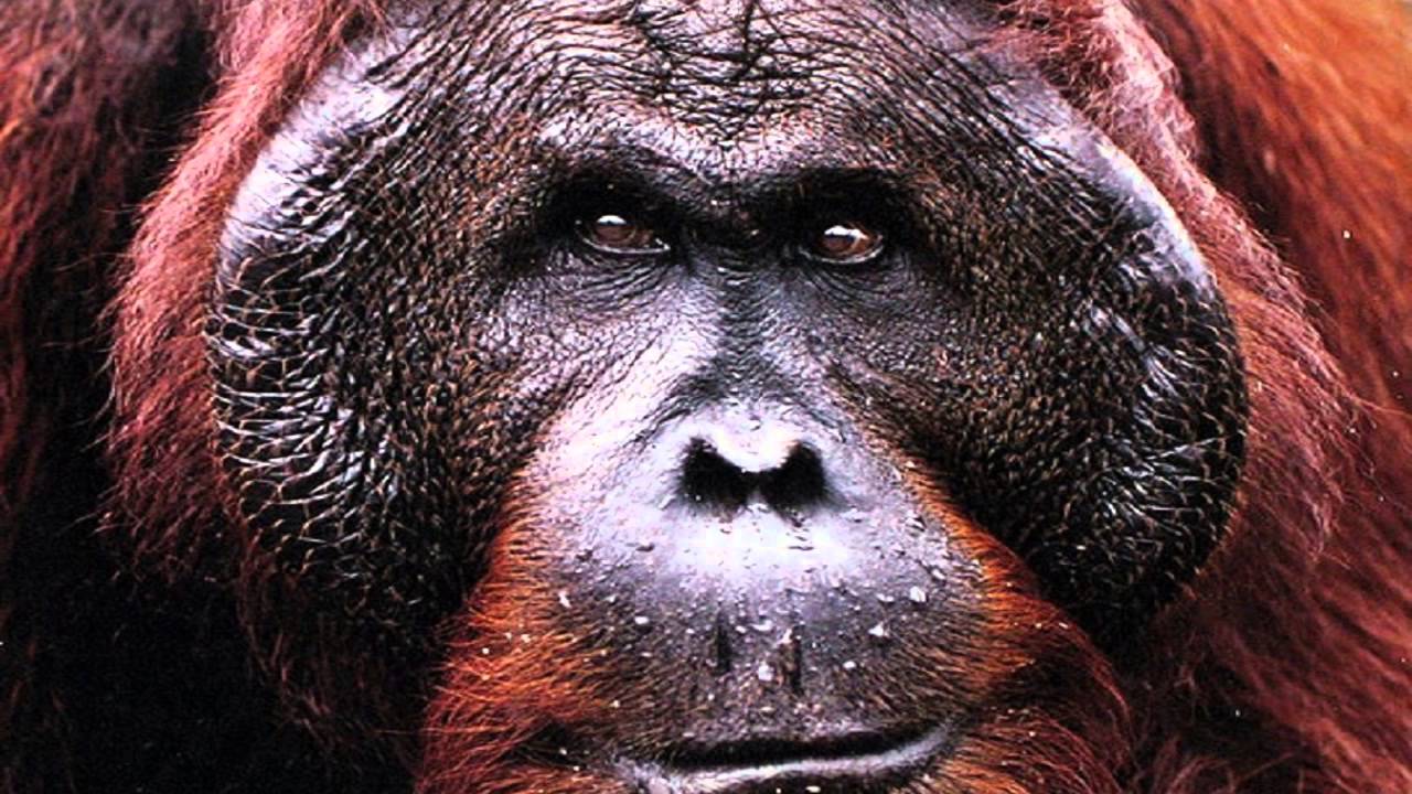 Νεκρός στα 39 του ο ουρακοτάγκος που επικοινωνούσε στην νοηματική γλώσσα (φωτό, βίντεο)