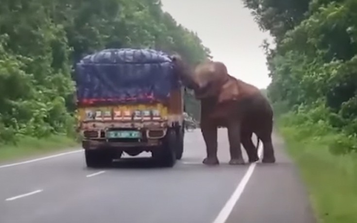 Ινδία: Ελέφαντας ακινητοποιεί φορτηγό που μεταφέρει πατάτες για να πάρει το γέυμα του (βίντεο)