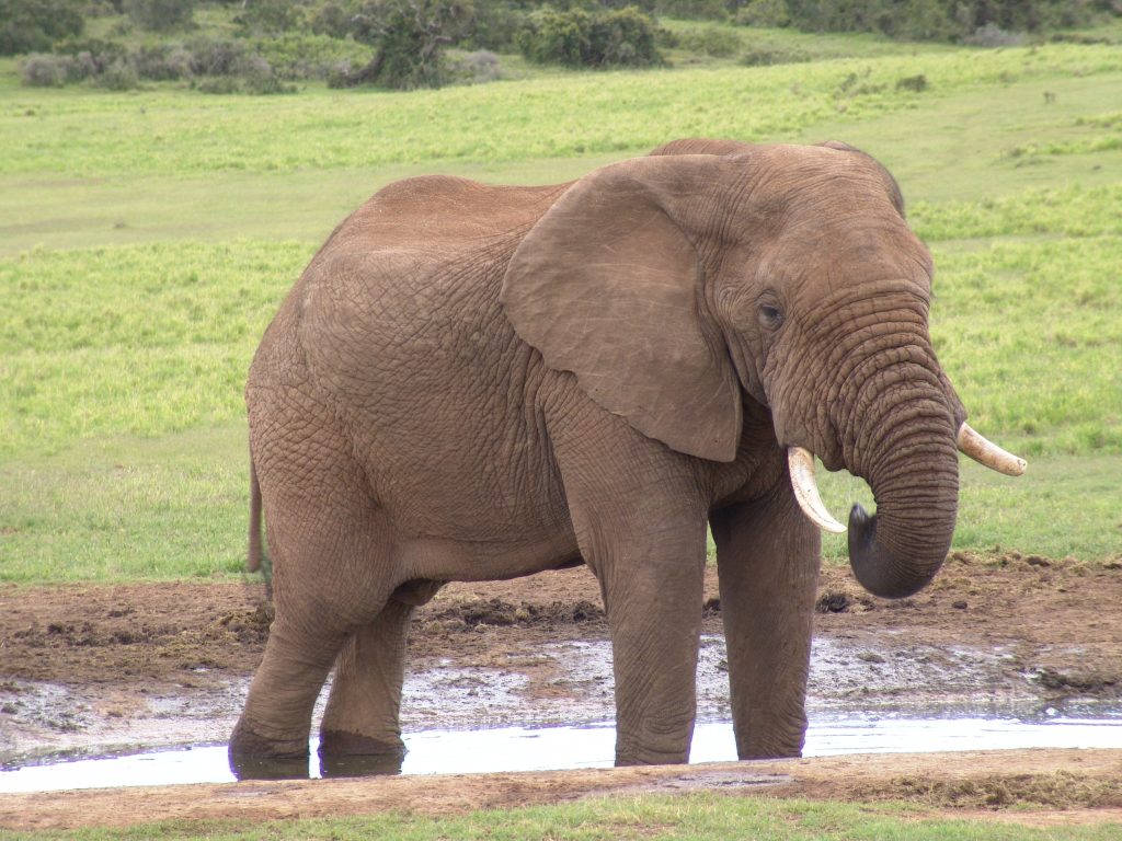 Δεν φαντάζεστε πως αντέδρασε αυτός ο ελέφαντας όταν είδε τον εκπαιδευτή του να δέχεται επίθεση (βίντεο)