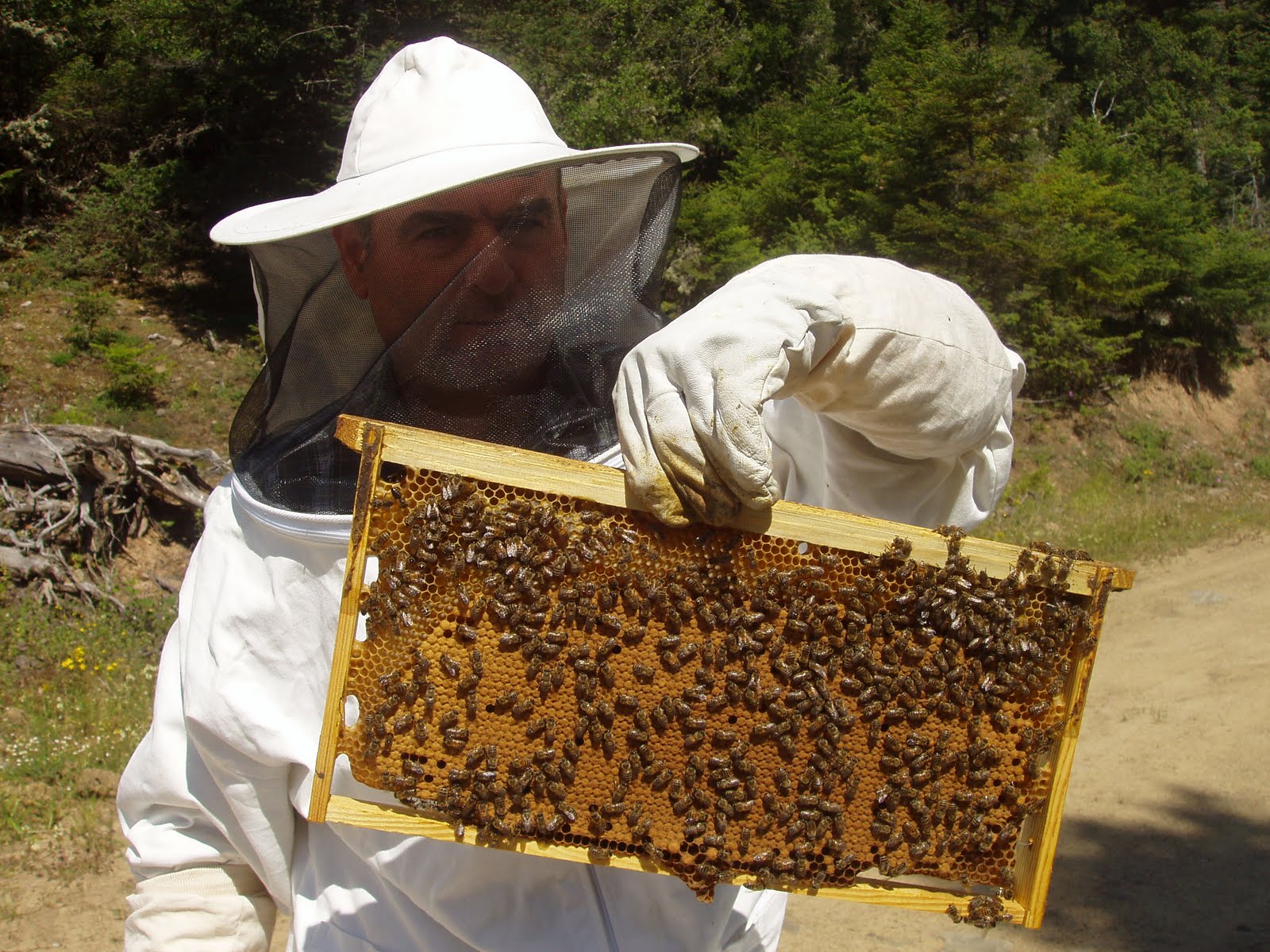 Μελισσοκόμος στην Κρήτη σώθηκε από θαύμα μετά από 100 τσιμπήματα μελισσών