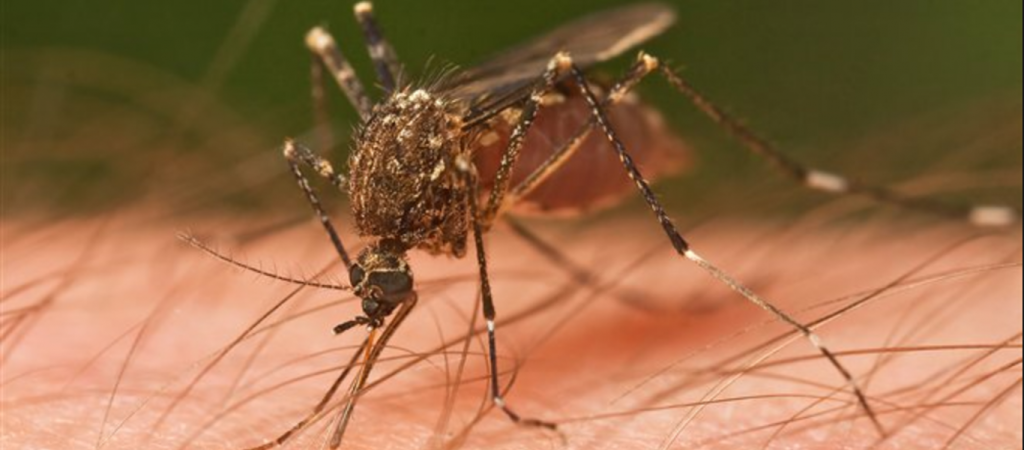 Θεσσαλονίκη: Αεροψεκασμοί για τα κουνούπια