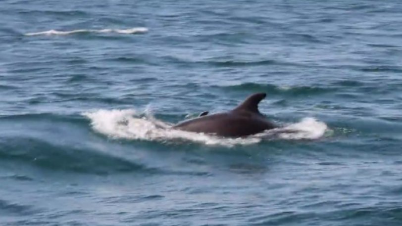 Συγκλονιστικό βίντεο: Δελφίνι στον Αμβρακικό προσπαθεί να επαναφέρει στη ζωή το νεκρό μωρό του!