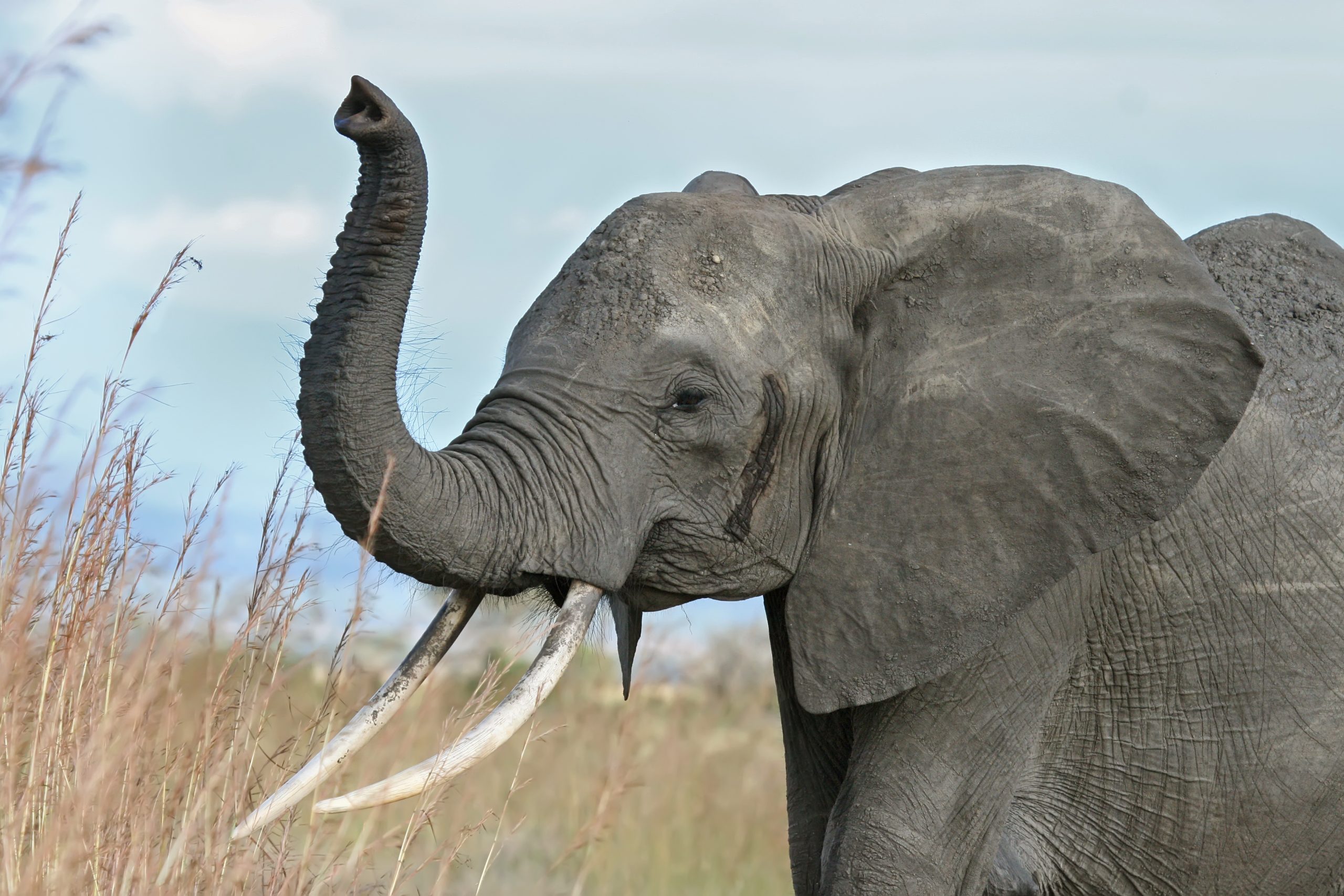 «Οικολόγος» ελέφαντας απαθανατίστηκε στην κάμερα να μαζεύει σκουπίδια (βίντεο)
