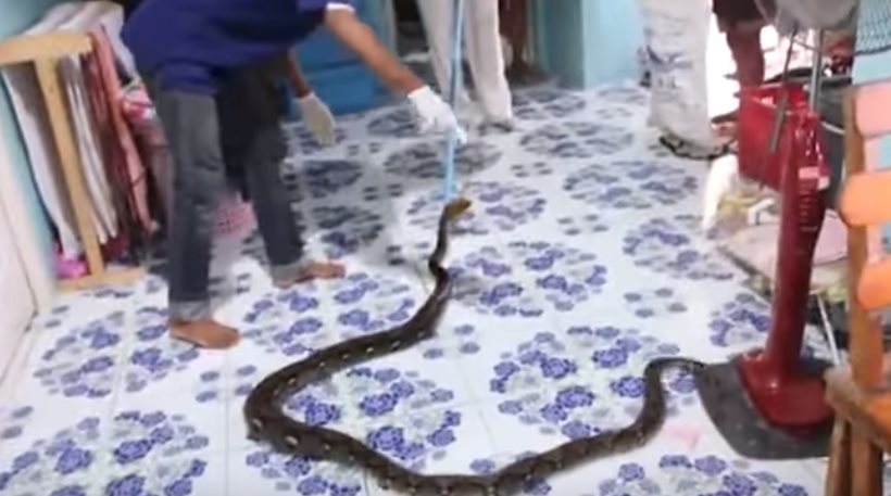 Ταϊλάνδη: Στιγμές τρόμου για οικογένεια – Βρήκαν τεράστιο πύθωνα στο κρεβάτι του παιδιού τους (βίντεο)