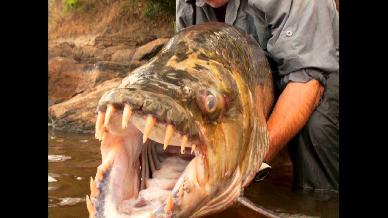 Γιγαντιαίο πιράνχας πιάστηκε στο Κονγκό – Ζυγίζει 100 κιλά και έχει τεράστια δόντια(βίντεο)