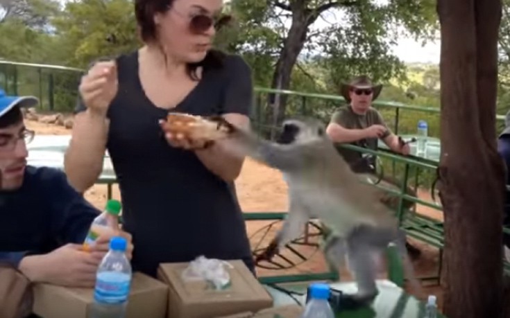 Μαϊμούδες ξεγελούν και κλέβουν τουρίστες στο δευτερόλεπτο! (βίντεο)