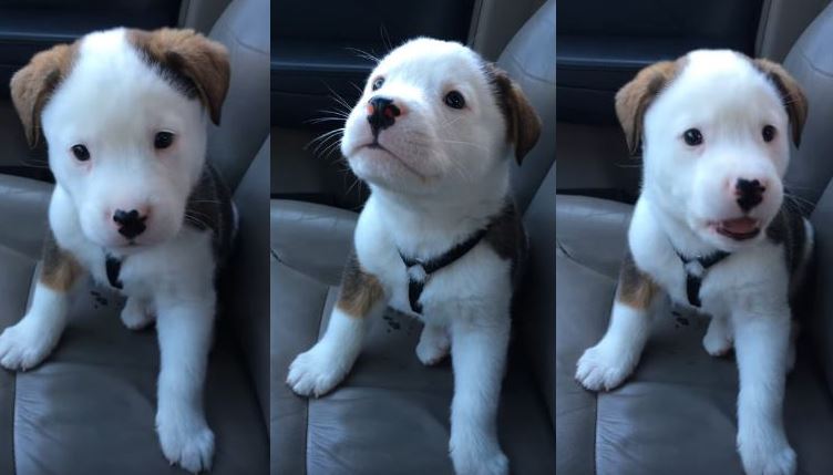 Ένα χαριτωμένο κουτάβι έχει για πρώτη φορά λόξιγκα – Δείτε την αντίδραση του (βίντεο)