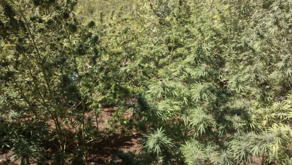 Αναζητούνται οι καλλιεργητές των 1.254 χασισόδεντρων στη Μάνη