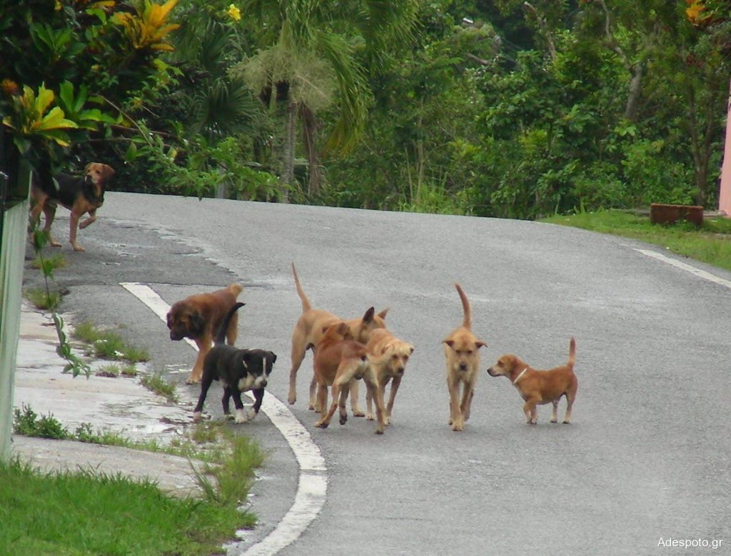 Βίντεο: Αδέσποτα σκυλιά προκαλούν ταραχή στην εθνική οδό Λαμίας – Καρδίτσας