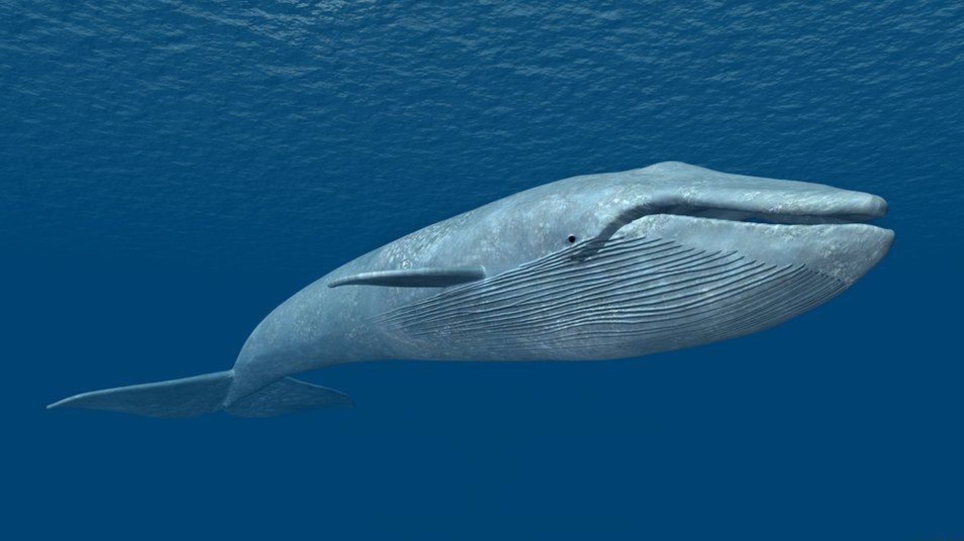 Βίντεο: Γκρι φάλαινα κολυμπά κοντά σε ακτή της Καλιφόρνια