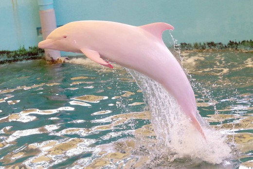Το μοναδικό ροζ δελφίνι είναι αιχμάλωτο