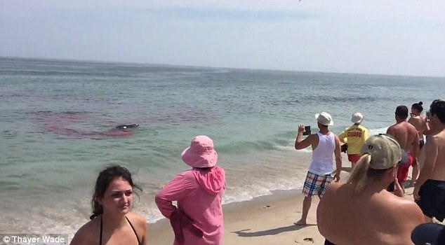 Πανικός στην Μασαχουσέτη από καρχαρία που έφτασε τρία μέτρα κοντά στην ακτή! (βίντεο)