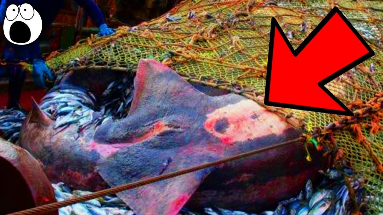 Βίντεο: Οι «τρελές» ανακαλύψεις ψαράδων από το βυθό