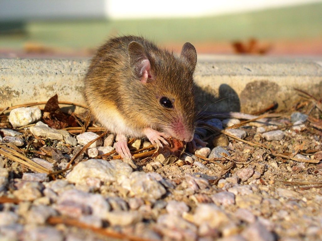 Κρήτη: Ποντίκια έφαγαν 30.000 ευρώ που είχε κρύψει για κληρονομιά 90χρονη!