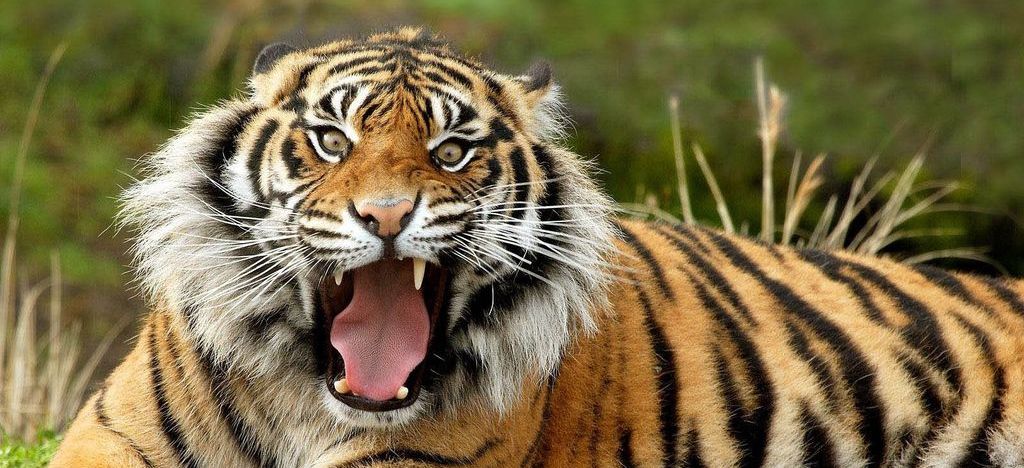 Βίντεο: Τίγρης επιτέθηκε στον θηριοδαμαστή του σε τσίρκο και προκάλεσε πανικό!