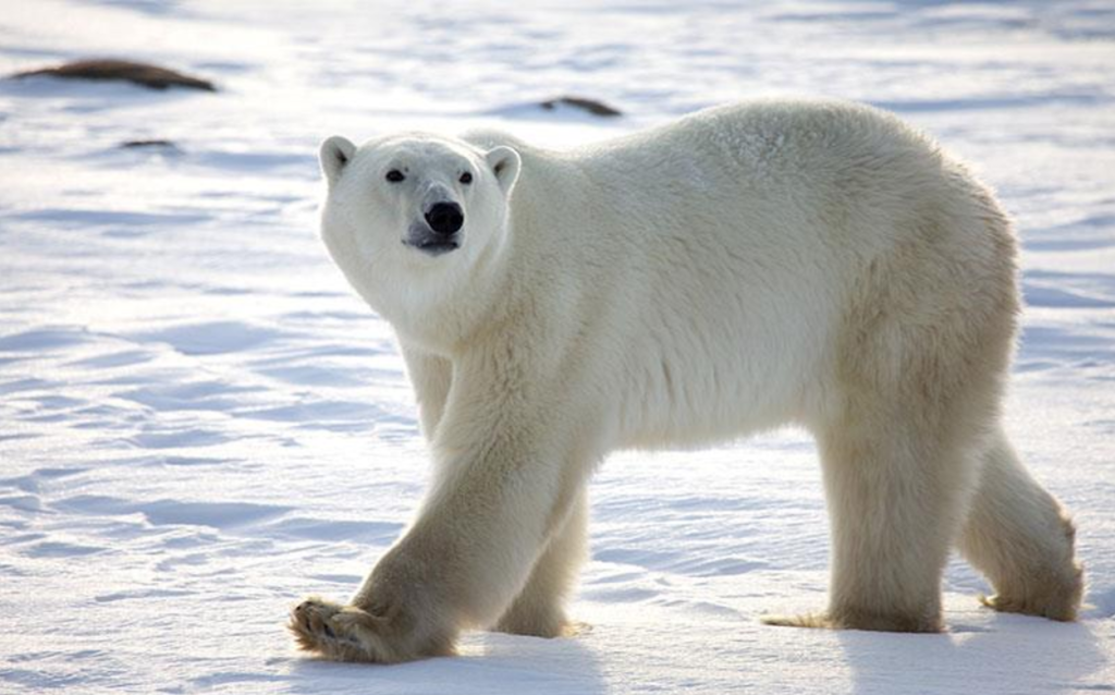 Νορβηγία: Πρόστιμο 1.300 ευρώ σε ξεναγό που τρόμαξε πολική αρκούδα