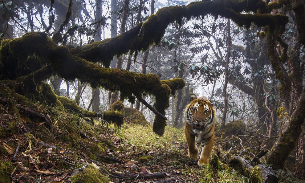 Η στιγμή της απελευθέρωσης σπάνιας τίγρης της Σιβηρίας (βίντεο)