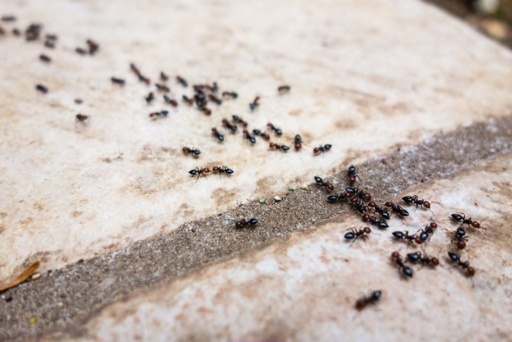 Μυρμήγκια στο σπίτι: 6 λύσεις για να απαλλαγείτε οριστικά!