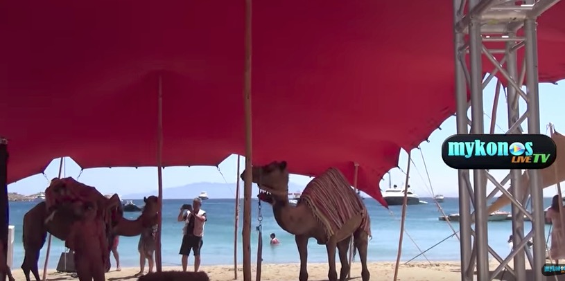 Mύκονος: Καμήλες στο Νammo’s για τη νέα συναυλία A.Ρέμου – Άδεια έχουν για να «παρκάρουν» τα ζώα στην παραλία; (βίντεο)