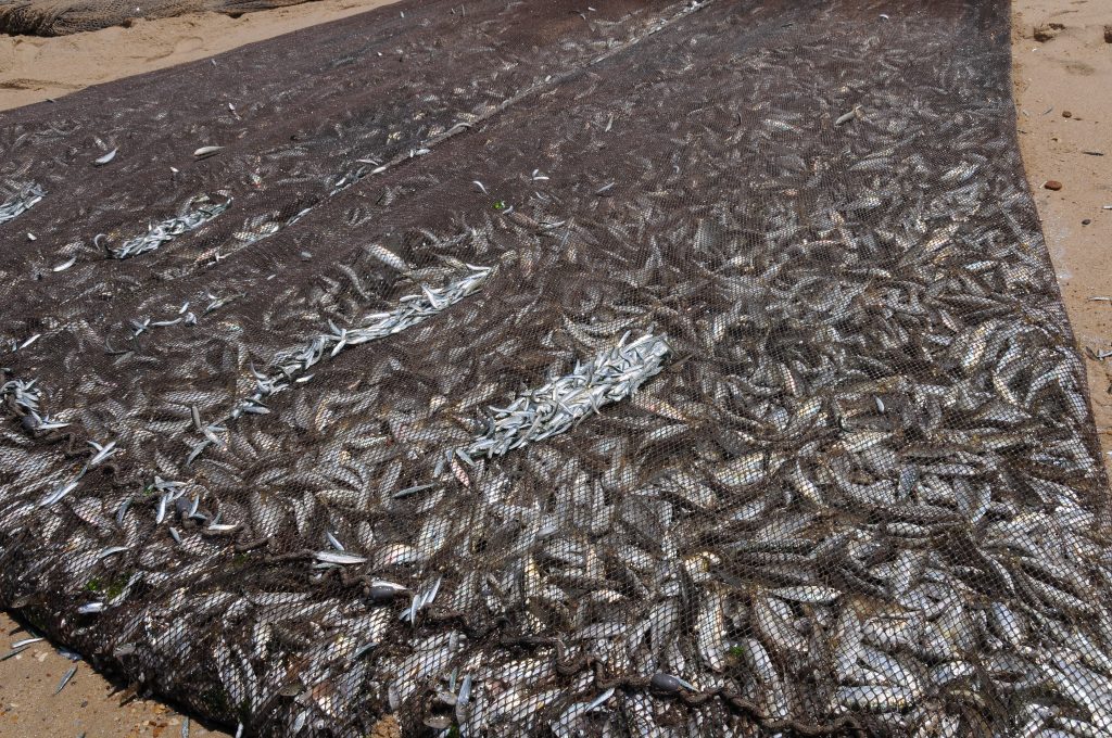 Νέα Μηχανιώνα: Κατασχέθηκαν εκατοντάδες κιλά ψαριών