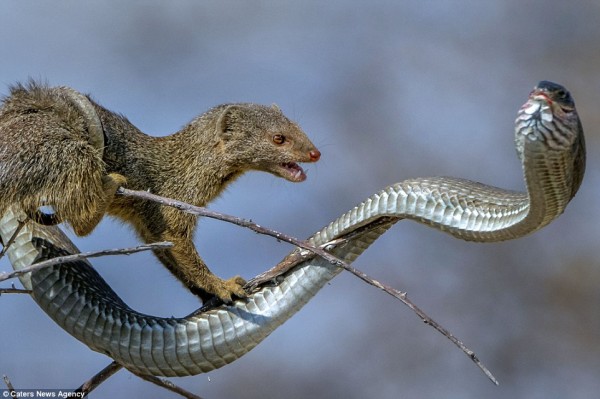 Δηλητηριώδες φίδι κατασπαράζεται από τρωκτικό! – Η συγκλονιστική μάχη τους (φωτό, βίντεο)